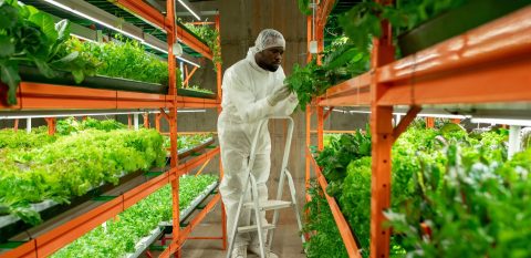 Go to New Project Uses Indoor Farming to Give People in Prison and the Formerly Incarcerated a Real Second Chance 